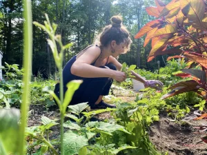 Photo of Girl gardening while on a Woofing stay.