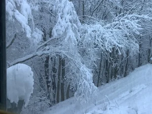 Winter’s Weight: Snow Storm And Our Trees